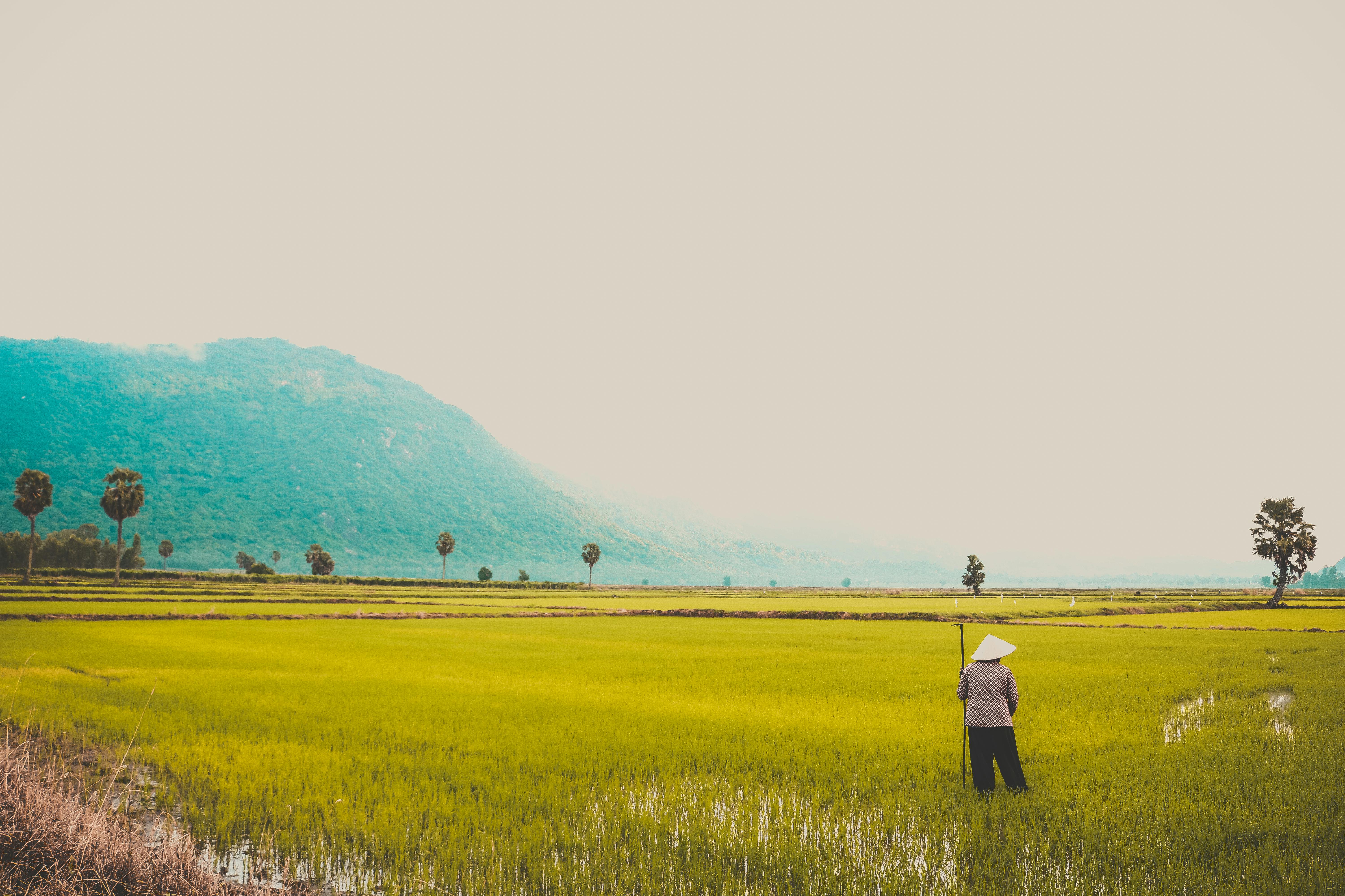 A scenic view of a rice field in Vietnam with a lone farmer. Perfect representation of rural life and agriculture.